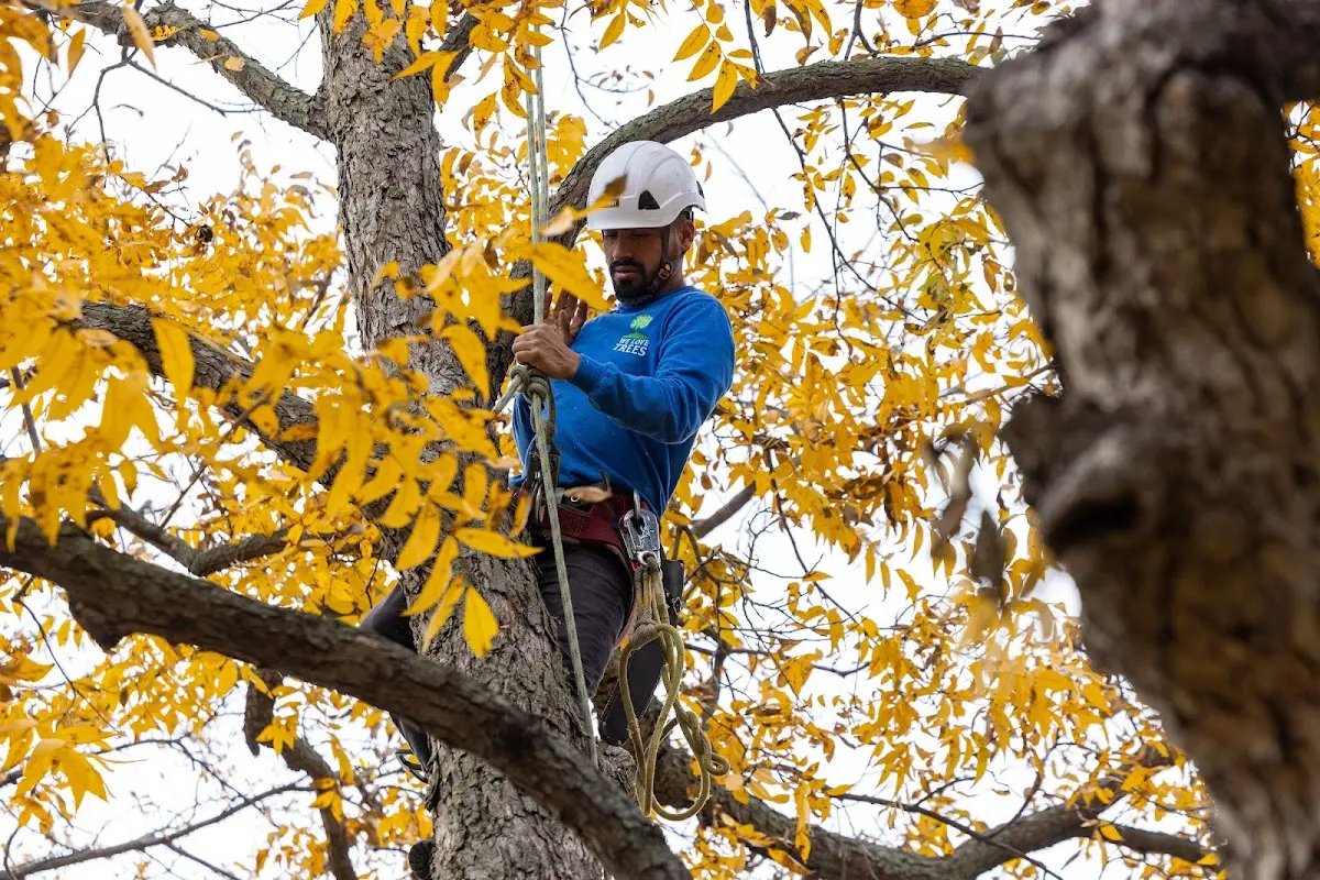 Skilled Tree Trimming crew working in Wolcott