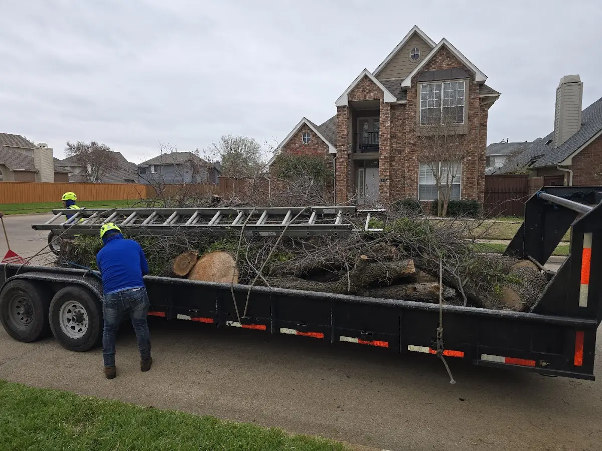 Expert Tree Pest Control with proper safety equipment in Wolcott